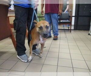 American Pit Bull Terrier Dogs for adoption in Ocala, FL, USA