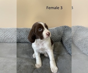 Brittany Puppy for sale in GOOD THUNDER, MN, USA
