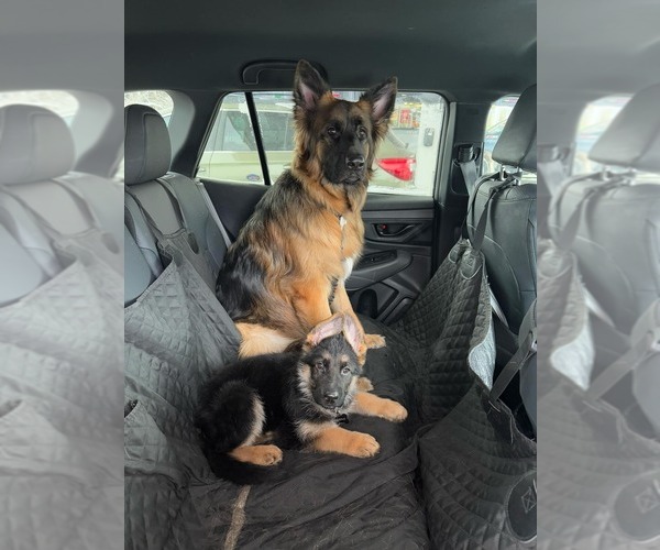 Medium Photo #20 German Shepherd Dog Puppy For Sale in LA FAYETTE, NY, USA