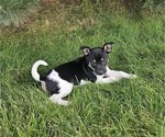 Puppy Tucker Rat Terrier