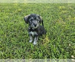 Puppy Boots Schnauzer (Miniature)