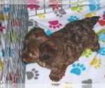 Small Photo #6 Yorkshire Terrier Puppy For Sale in ORO VALLEY, AZ, USA