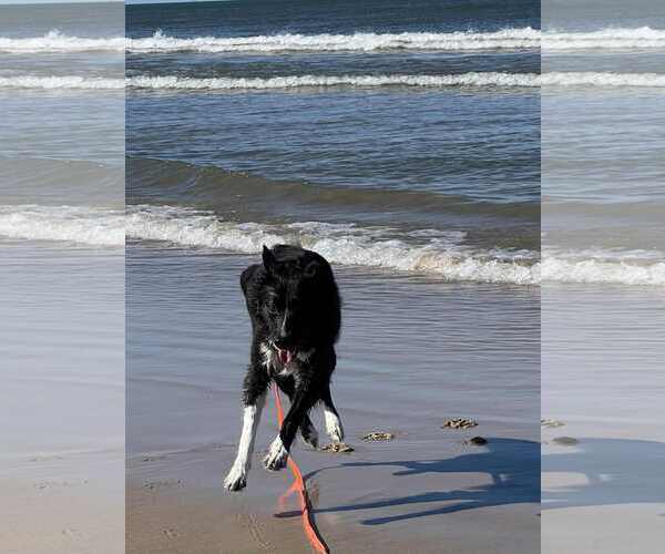 Medium Photo #26 Carolina Dog Puppy For Sale in Highland, IL, USA