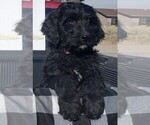 Small #18 Bernedoodle