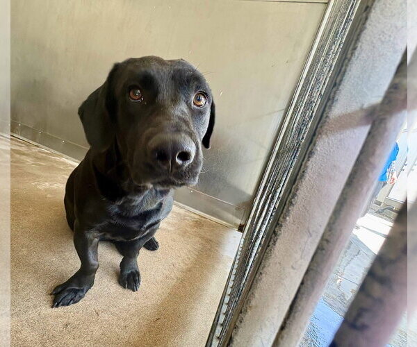 Medium Photo #1 Labrador Retriever-Unknown Mix Puppy For Sale in San Diego, CA, USA