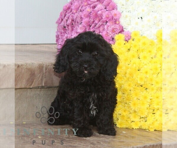 Medium Photo #2 Cavapoo Puppy For Sale in NOTTINGHAM, PA, USA