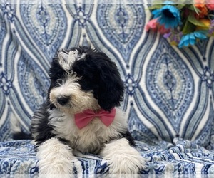 Sheepadoodle Puppy for sale in LANCASTER, PA, USA