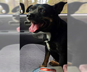 Pembroke Welsh Corgi-Unknown Mix Dogs for adoption in Tallahassee, FL, USA