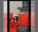 Image preview for Ad Listing. Nickname: Peter
