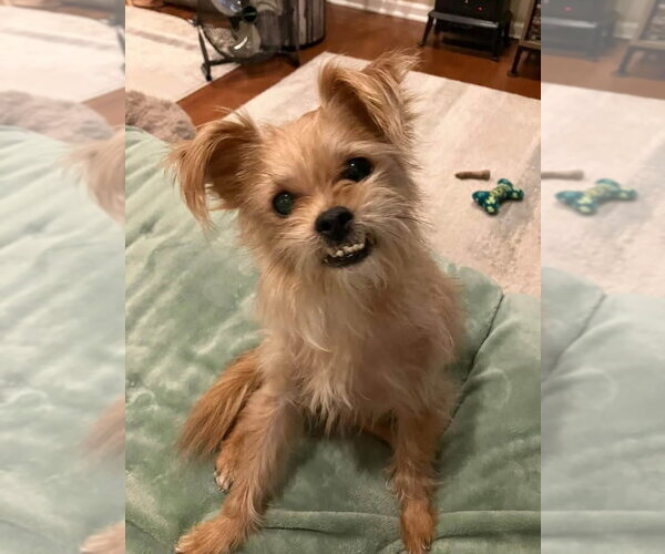 Medium Photo #2 Mutt Puppy For Sale in Mundelein, IL, USA