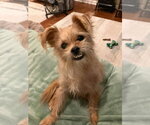 Small #1 Mutt