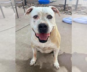 Medium American Pit Bull Terrier