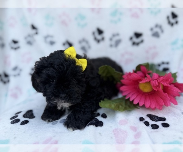 Medium Photo #8 Shih-Poo Puppy For Sale in LAKELAND, FL, USA