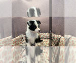 Small Australian Shepherd