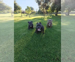 American Bully Puppy for sale in LA PUENTE, CA, USA