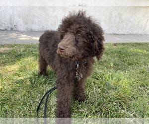 Poodle (Standard) Dog for Adoption in SHERMAN OAKS, California USA