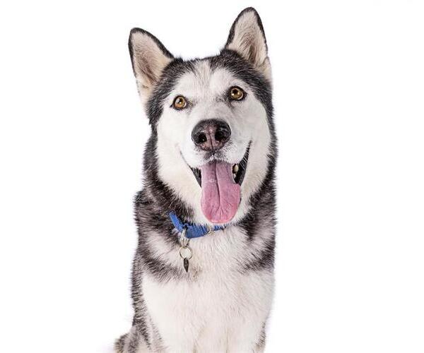 Medium Photo #5 Siberian Husky Puppy For Sale in Long Beach, CA, USA