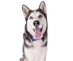 Small Photo #5 Siberian Husky Puppy For Sale in Long Beach, CA, USA