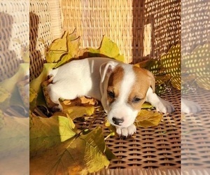 Jack Russell Terrier Puppy for sale in FREDERICKSBURG, OH, USA
