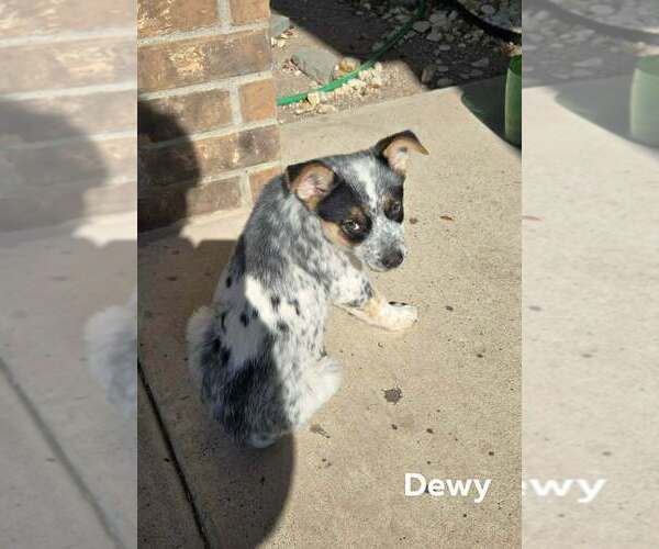 Medium Photo #2 Mutt Puppy For Sale in Brewster, NY, USA