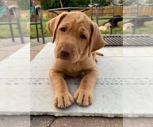 Labrador Retriever Puppy for sale in CLERMONT, IN, USA