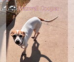 Small Photo #2 Chiweenie Puppy For Sale in San Antonio, TX, USA
