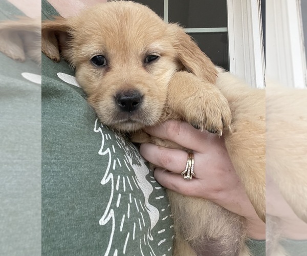 Medium Photo #3 Golden Retriever Puppy For Sale in VALLEY SPRINGS, CA, USA