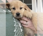Small Photo #3 Golden Retriever Puppy For Sale in VALLEY SPRINGS, CA, USA