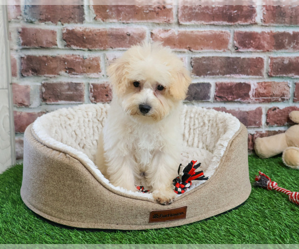 Medium Photo #18 Poodle (Toy)-West Highland White Terrier Mix Puppy For Sale in SYRACUSE, IN, USA