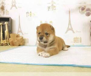 Shiba Inu Puppy for sale in TEMPLE CITY, CA, USA