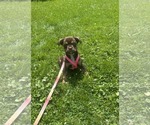 Small Labrador Retriever Mix