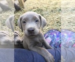 Small Photo #2 Labrador Retriever Puppy For Sale in FORT MADISON, IA, USA
