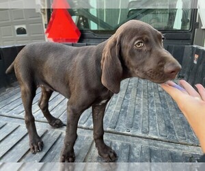 German Shorthaired Pointer Puppy for sale in MASON, IL, USA