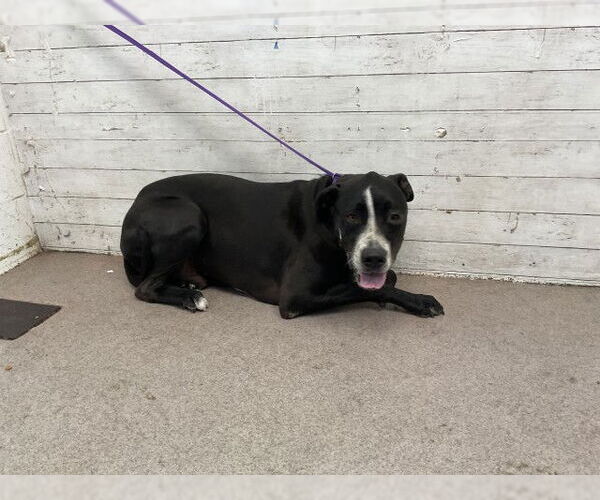 Medium Photo #1 Mastiff-Unknown Mix Puppy For Sale in San Bernardino, CA, USA