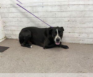 Mastiff-Unknown Mix Dogs for adoption in San Bernardino, CA, USA