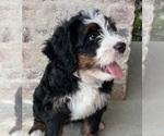 Puppy Nic Bernedoodle