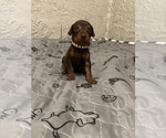 Puppy Purple Doberman Pinscher