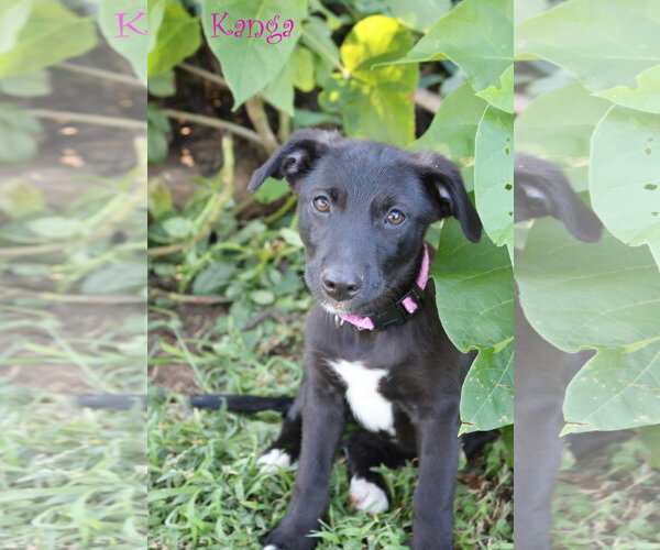 Medium Photo #3 Collie-Labrador Retriever Mix Puppy For Sale in Wakefield, RI, USA