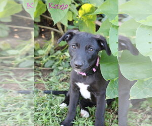 Kanga 5AcreWood - Female Collie-Labrador Retriever Mix Dog for Adoption - Photo #3