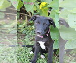 Small Photo #3 Collie-Labrador Retriever Mix Puppy For Sale in Wakefield, RI, USA