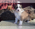 Small Photo #5 English Shepherd Puppy For Sale in LAKE WILDWOOD, CA, USA