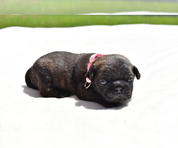Medium Photo #3 Pug Puppy For Sale in PALM COAST, FL, USA