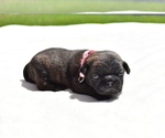 Small #2 Pug