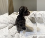 Small #1 Schnoodle (Miniature)