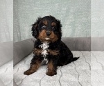 Small #5 Cavapoo