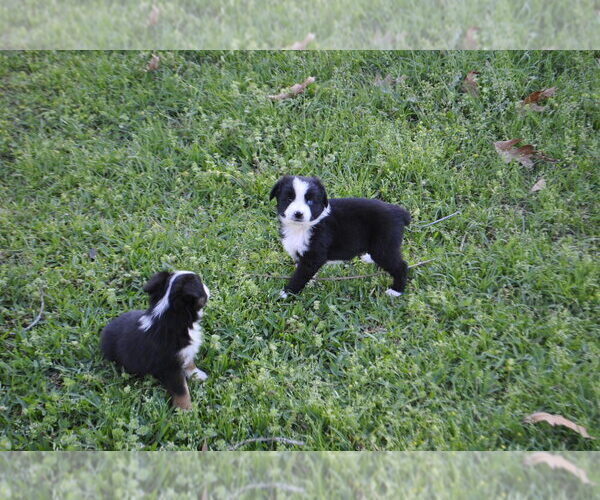 Medium Photo #19 Miniature Australian Shepherd Puppy For Sale in SWAN, TX, USA