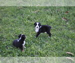 Small #18 Miniature Australian Shepherd