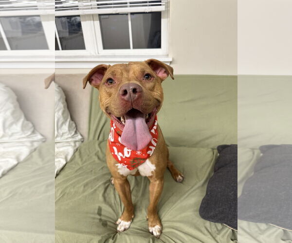 Medium Photo #2 Mutt Puppy For Sale in Rockaway, NJ, USA