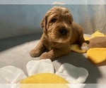 Puppy Ford Goldendoodle