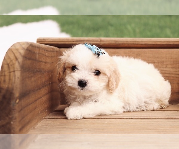 Medium Photo #1 Cavapoo Puppy For Sale in WEST SALEM, OH, USA